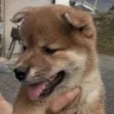 柴犬(標準サイズ)