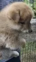 柴犬(標準サイズ)【愛媛県・女の子・2025年8月20日・赤】の写真8