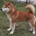 柴犬(標準サイズ)【愛媛県・女の子・2025年8月20日・赤】の写真12「父犬」