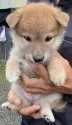 柴犬(標準サイズ)【愛媛県・女の子・2025年8月20日・赤】の写真2