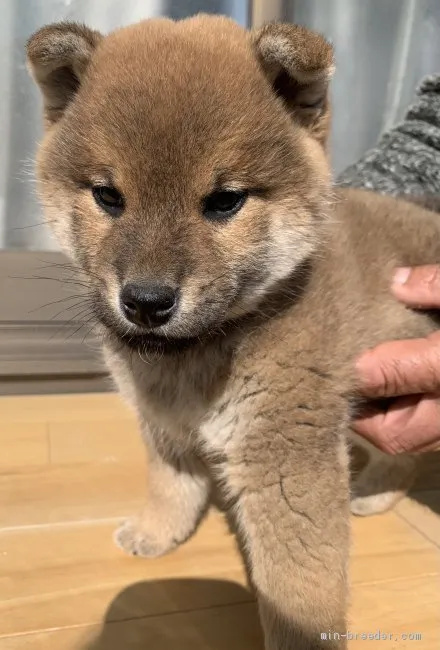 ID：2102-01044の子犬