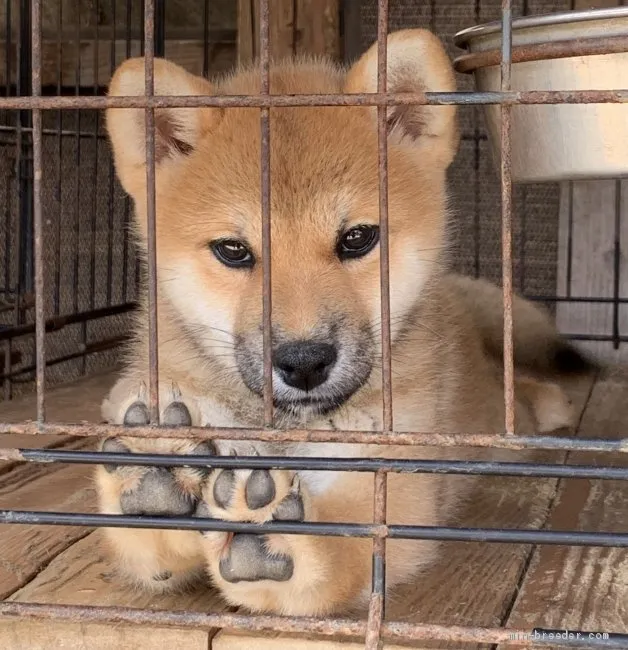 ID：2009-01288の子犬