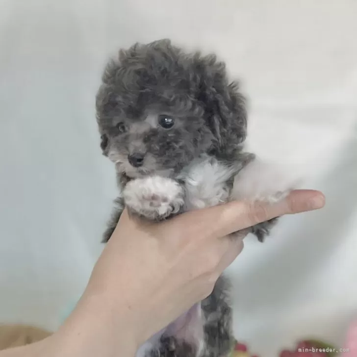 ID：2507-06153の子犬