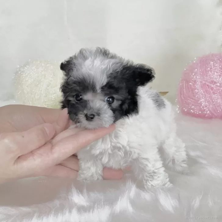 S.H 様のお迎えした子犬