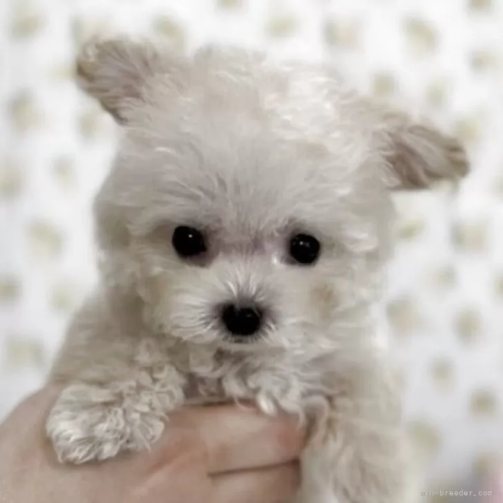 ID:2510-02005の子犬