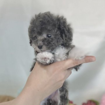 トイプードル(ティーカップ)【高知県・女の子・2025年6月2日・ブルー&ホワイト(パーティカラー)】の写真「ブルー&ホワイト（パーティカラー）」