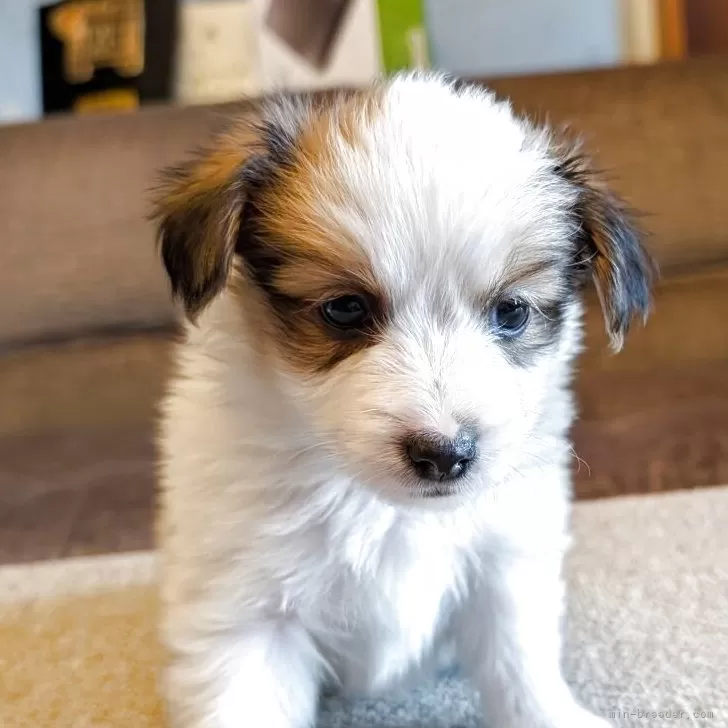 パピヨン【兵庫県・男の子・2025年10月25日・ホワイト&amp;レッド】の写真1「か」