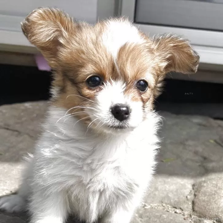 ID:2503-07876の子犬