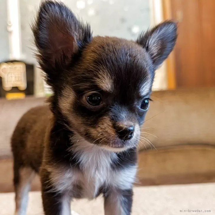 ID:2507-08846の子犬