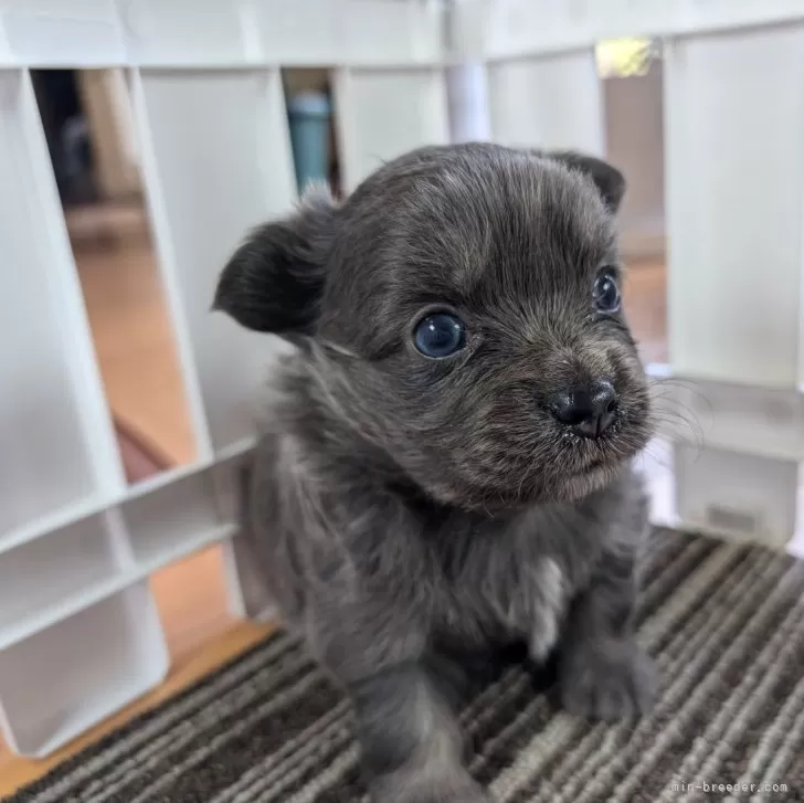 ID：2411-05838の子犬