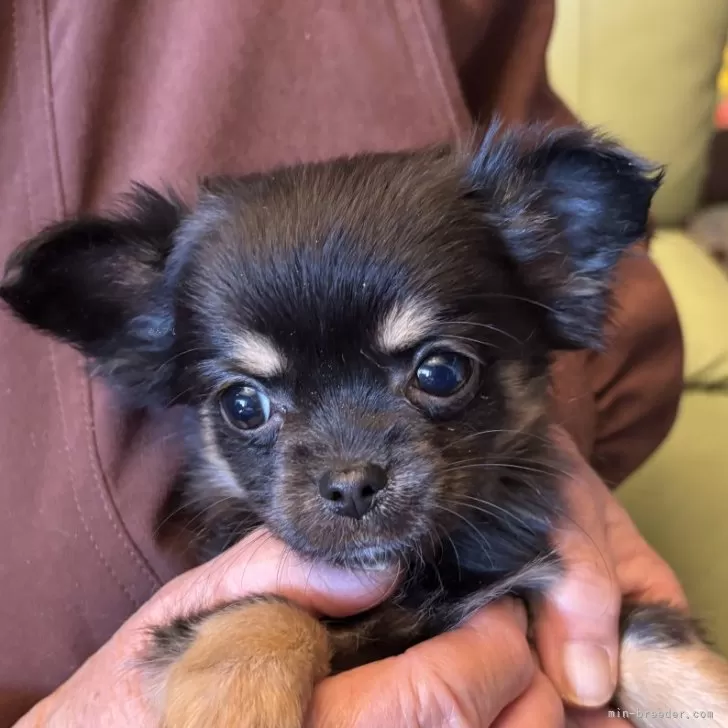 リンドン 様のお迎えした子犬