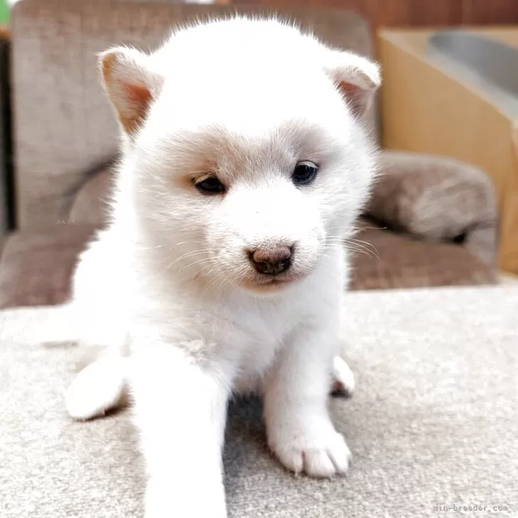 ino 様のお迎えした子犬