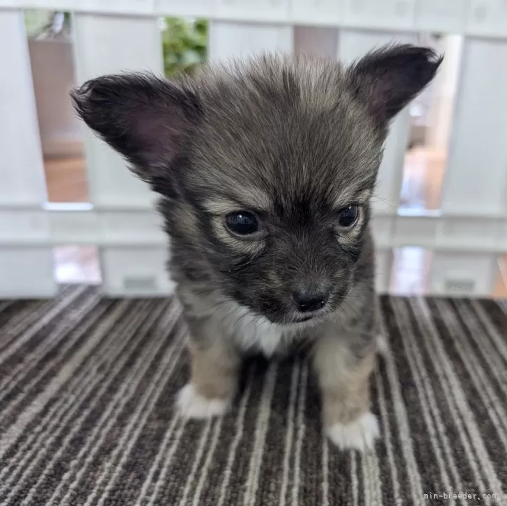 ID：2411-05847の子犬