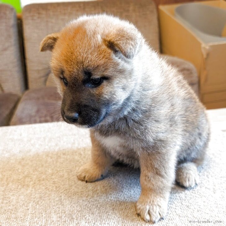 柴犬【兵庫県・男の子・2025年3月6日・赤】男らしいワンチャン