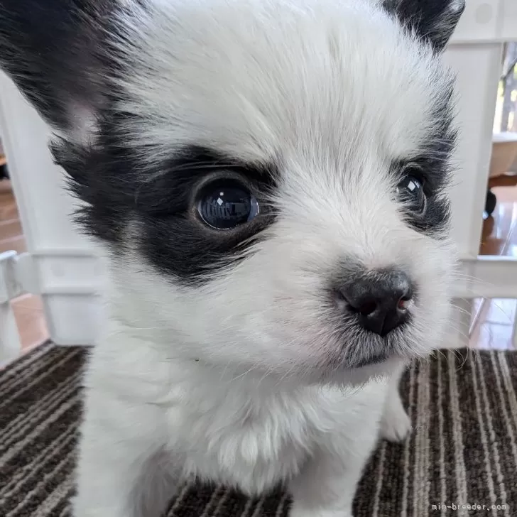 ID：2411-05844の子犬