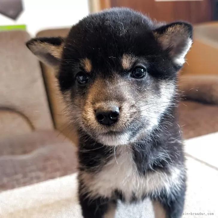 H.A 様のお迎えした子犬