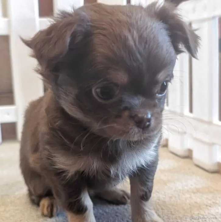 じゅんきち 様のお迎えした子犬