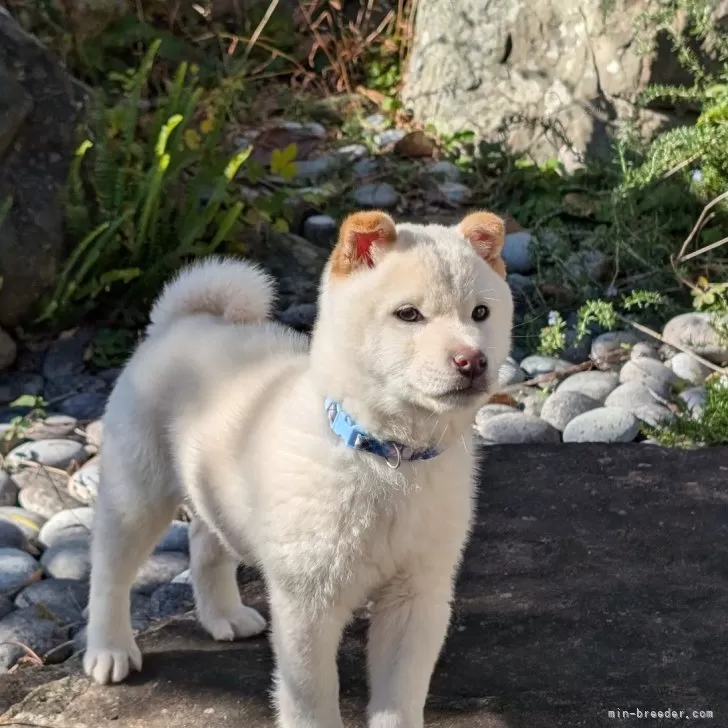 ID：2411-00980の子犬