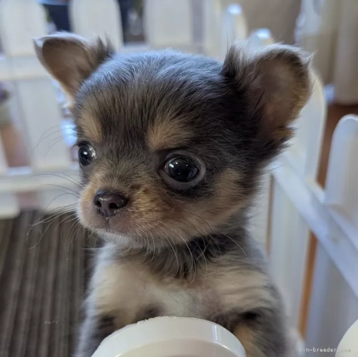 ID：2501-01526の子犬