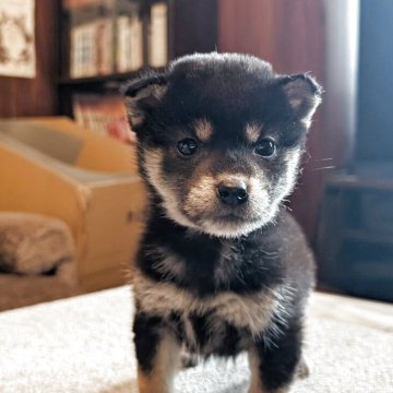 柴犬(豆柴)【兵庫県・男の子・2025年2月5日・黒】の写真「小さめで可愛い男の子です。見る価値あります。」