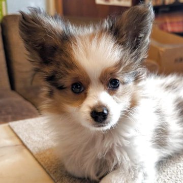 パピヨン【兵庫県・男の子・2025年9月15日・ホワイト&レッド】の写真「毛量も多く元気で可愛い男の子」