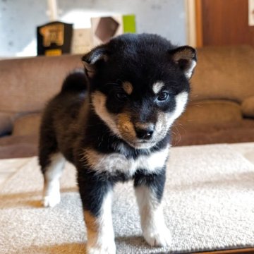 柴犬(標準サイズ)【兵庫県・女の子・2025年11月1日・黒】の写真「優良血統、元気可愛い女の子」