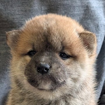柴犬(標準サイズ)【兵庫県・男の子・2024年11月19日・赤】の写真「たぬき顔の可愛い男の子」