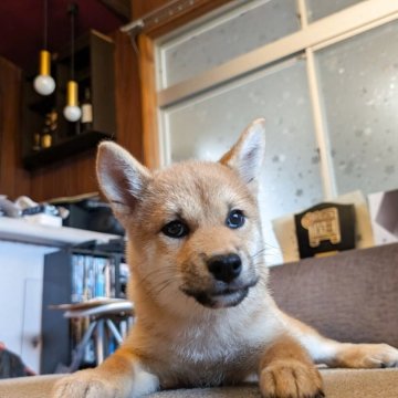 柴犬(標準サイズ)【兵庫県・女の子・2025年7月20日・赤】の写真「元気で可愛い女の子です。」