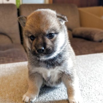 柴犬(標準サイズ)【兵庫県・男の子・2025年11月8日・赤】の写真「優良血統、元気な男の子」