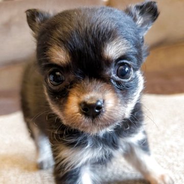 チワワ(ロング)【兵庫県・女の子・2025年2月16日・ブラウンタン】の写真「元気で可愛い女の子です。」