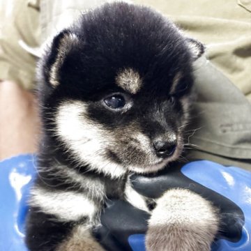 柴犬(標準サイズ)【兵庫県・女の子・2025年4月6日・黒】の写真「元気で明るい女の子です」