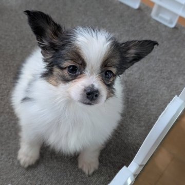 パピヨン【兵庫県・女の子・2025年1月13日・トライ】の写真「可愛い女の子」