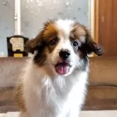 パピヨン