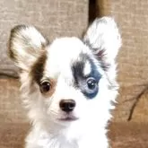チワワ(ロング)