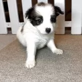 パピヨン