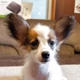 パピヨン