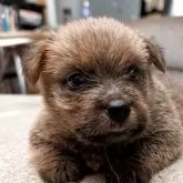 ノーフォークテリア