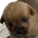 ノーフォークテリア