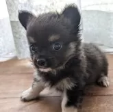 チワワ(ロング)
