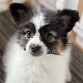 パピヨン【兵庫県・女の子・2024年12月2日・トライ】の写真1