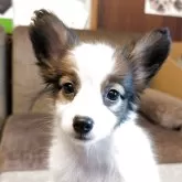 パピヨン