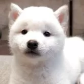 柴犬(標準サイズ)