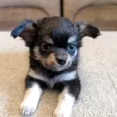 チワワ(ロング)