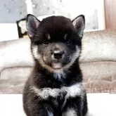 柴犬(標準サイズ)