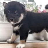 柴犬(標準サイズ)【兵庫県・女の子・2025年4月6日・黒】の写真6