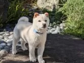 柴犬(標準サイズ)【兵庫県・男の子・2024年9月25日・】の写真3