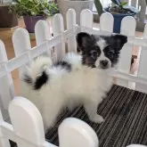 パピヨン【兵庫県・女の子・2024年12月2日・トライ】の写真3