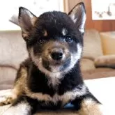 柴犬(標準サイズ)【兵庫県・女の子・2025年4月6日・黒】の写真2