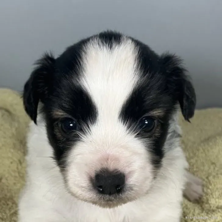 権蔵 様のお迎えした子犬