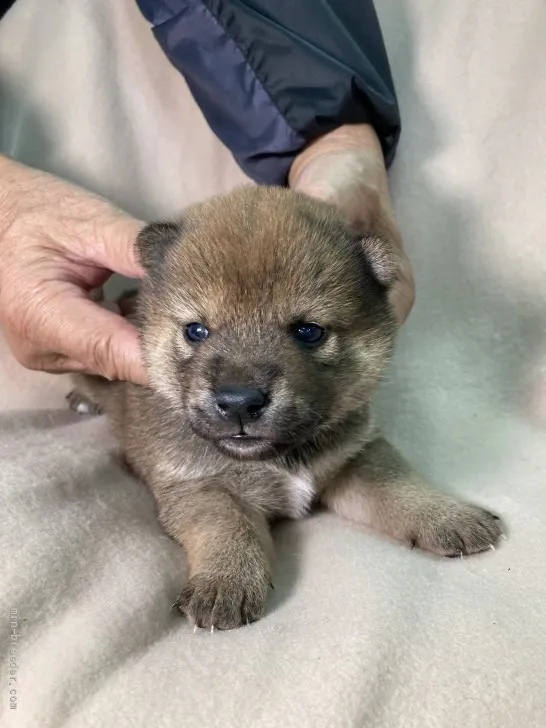 ID:2110-03400の子犬
